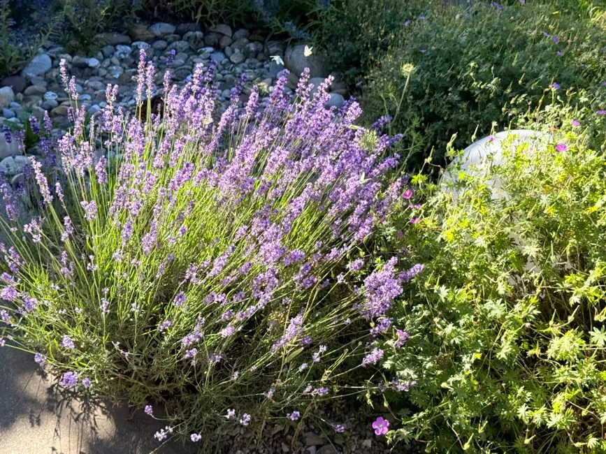 Lavandes et aromatiques en fleurs au soleil