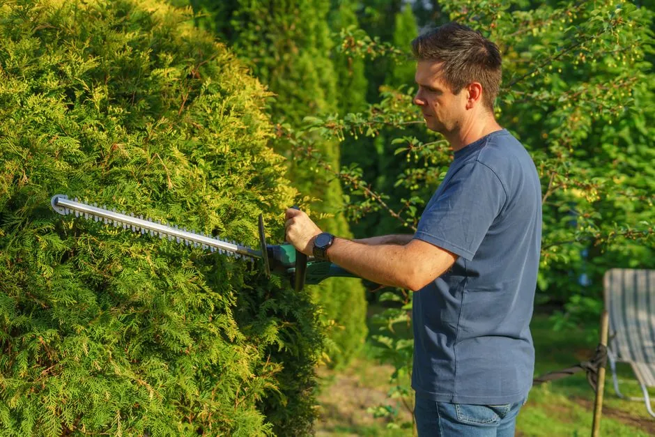 Taille de haie au taille-haie, conifères verts