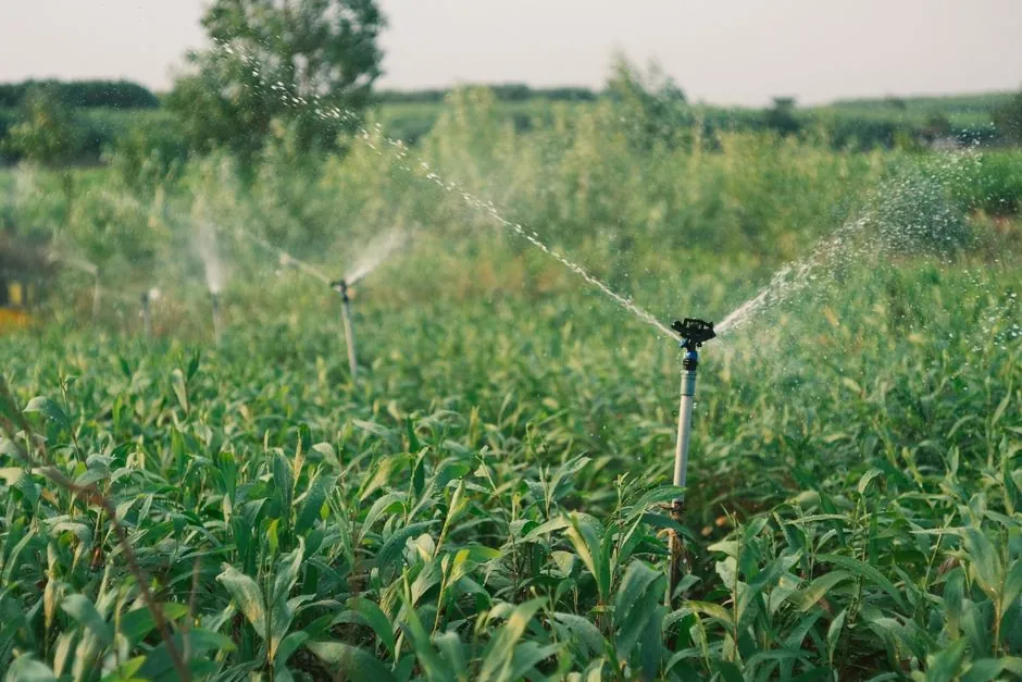 Système d’arrosage automatique réglé en zone plantée