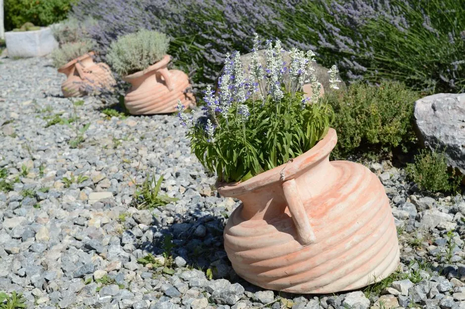 Jardin méditerranéen avec lavandes en fleurs et jarres en terre cuite